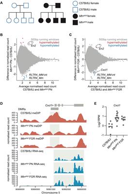One-carbon metabolism is required for epigenetic stability in the mouse placenta